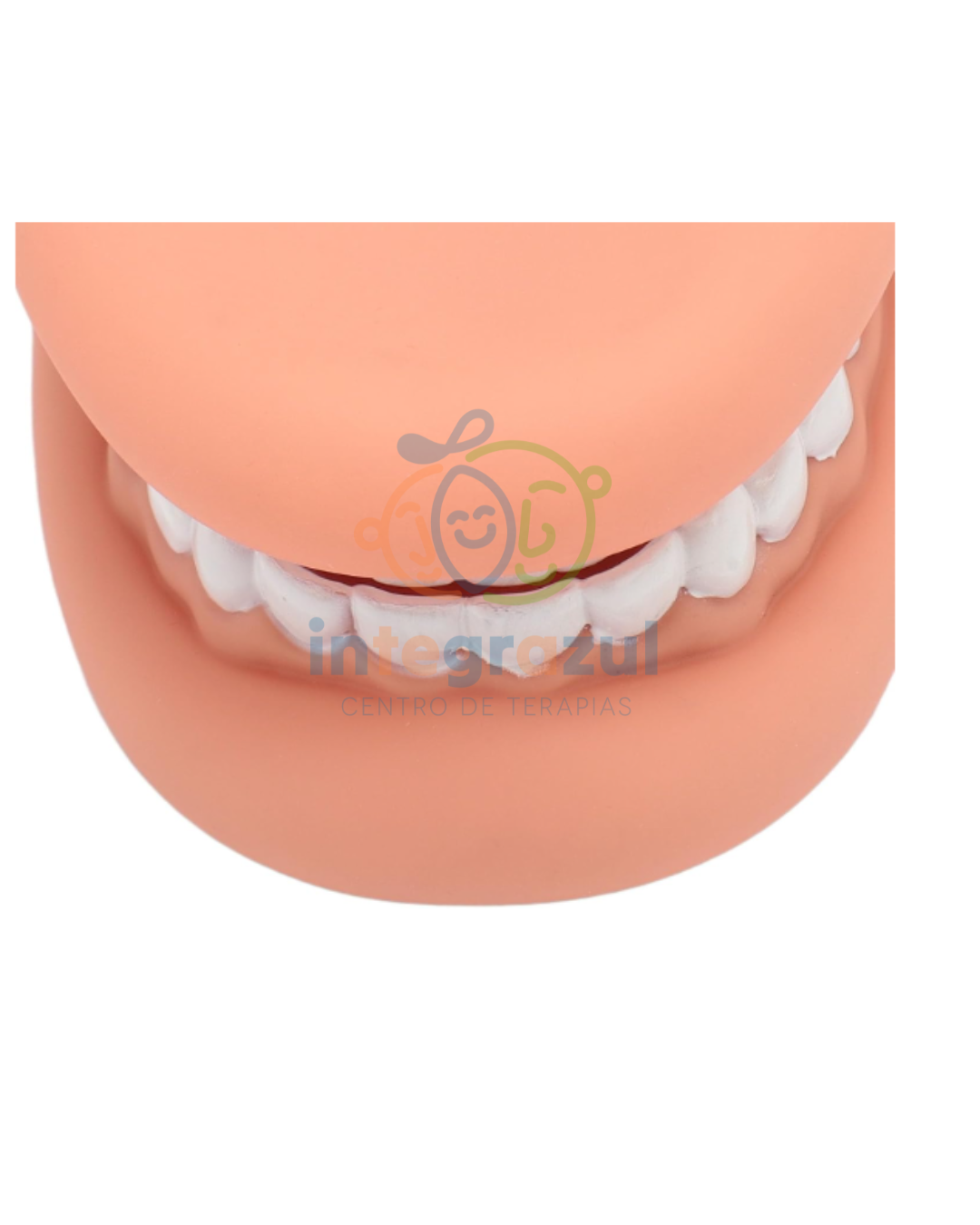 Modelo de Boca Didáctica XL (silicona) – Entrenamiento de higiene