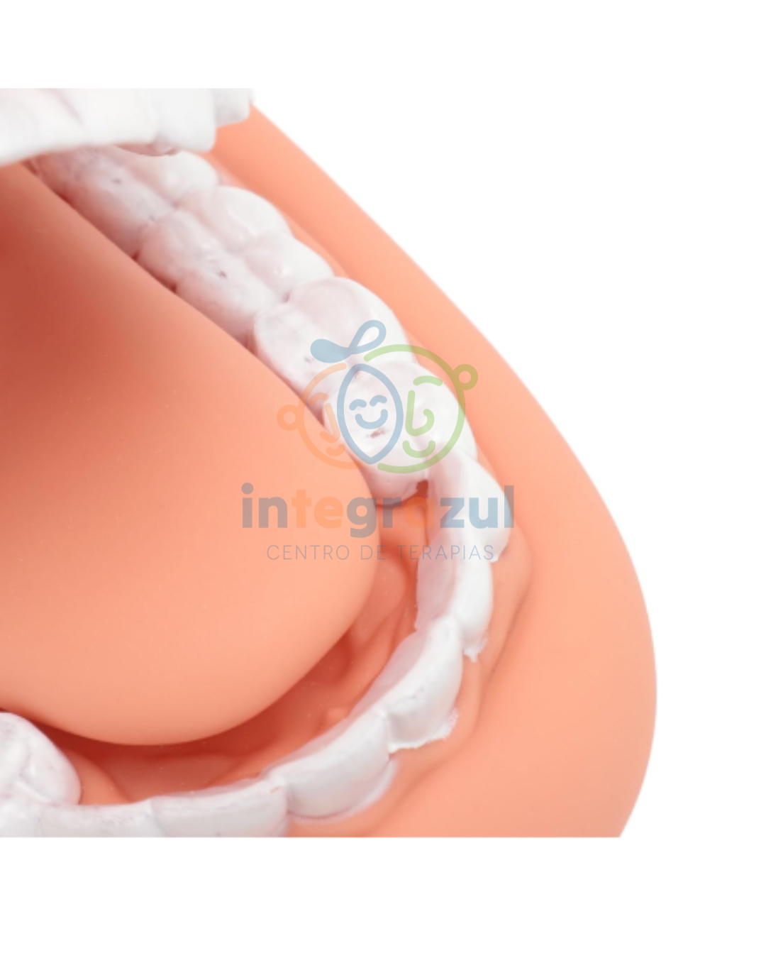 Modelo de Boca Didáctica XL (silicona) – Entrenamiento de higiene