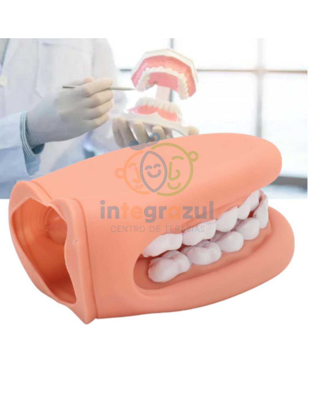 Modelo de Boca Didáctica XL (silicona) – Entrenamiento de higiene
