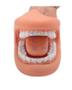 Modelo de Boca Didáctica XL (silicona) – Entrenamiento de higiene